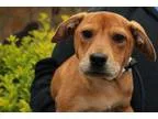Adopt Freckles a BrownChocolate Shepherd (Unknown Type)  Mixed d