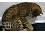 Adopt Luke a Brown Tabby Domestic Mediumhair  Mixed cat in Mendo