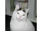 Adopt Ralph a All Black Domestic Shorthair  Mixed cat in Norfolk