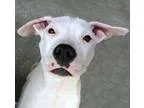 Adopt Comet a Pit Bull Terrier