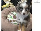 Miniature Aussie