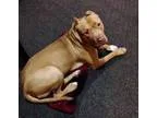 Adopt Pal a Pit Bull Terrier