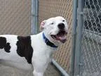 Adopt Dee a White American Pit Bull Terrier  Mixed dog in Manhat