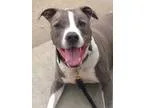 Adopt SAMMY a Pit Bull Terrier  Mixed dog in Sacramento CA (1555