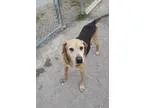 Adopt Leo a Black - with Tan Yellow or Fawn Black and Tan Coonho