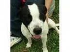 Adopt Sarah a White - with Black Basset Hound Jack Russell Terr