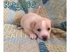Adopt Jack RussellAussie Mix Puppies a Jack Russell Terrier