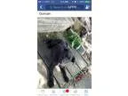 Adopt Duncan a Black German Shepherd Dog  Mixed dog in Valparais