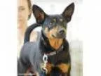 Adopt Sarge a Miniature Pinscher