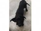 Rusty - Male Miniature Pinscher