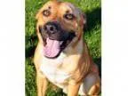 Adopt Sulley a Shar Pei Mastiff