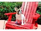 STUNNING - ACA French Bulldog Female Puppy 4 SALE