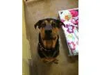 Adopt Loki a Rottweiler  Mixed dog in Canon City CO (15562698)