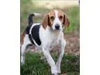 Adopt Blake a Harrier  Mixed dog in Charlottesville VA (15605393