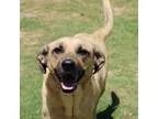 Adopt 60498 Gretchen a TanYellowFawn - with Black Shepherd (Unkn