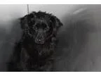 Adopt Jude a Papillon  Mixed dog in Santa Paula CA (15453135)