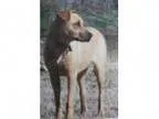 Adopt Stevie a Retriever Pug