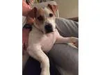 Adopt Elvis a White Jack Russell Terrier  Basset Hound  Mixed do