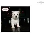 Westie 159118
