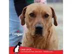 Adopt Ginger a Labrador Retriever