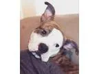 Adopt Hamlet a Boxer Boston Terrier