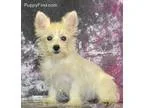 Westie Girl