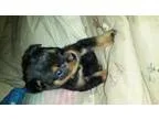 Adopt Cas a Rottweiler