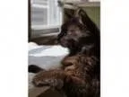Adopt Chewy at Pet Supplies Plus a Domestic Long Hair-black