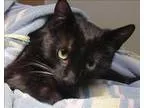 Adopt Liliana a Domestic Longhair  Mixed cat in Escondido CA (15