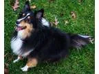 Adopt BELLA a Tricolor (TanBrown and Black and White) Sheltie