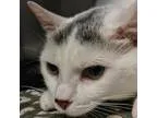 Adopt Winter a White Domestic Shorthair  Mixed cat in Norfolk VA