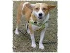 Adopt Mama Cass a Corgi