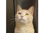 Adopt Sonja a Domestic Shorthair  Mixed cat in Wichita KS (15589