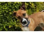 Adopt Tabitha a BrownChocolate - with Black Boxer  Mixed dog in 