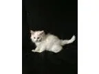 Adopt Harley a White Persian (long coat) cat in Hampton VA (1562