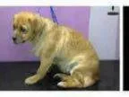 Adopt Bethany Pekingese Mix a Pekingese