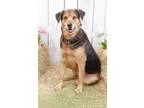 Adopt Baron a German Shepherd Dog  Rottweiler  Mixed dog in Inve