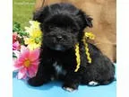 Scarlet AKC