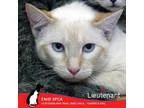 Adopt Lieutenant a Siamese