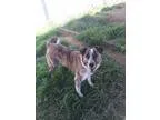 Adopt Candy a Australian Shepherd Bearded Collie