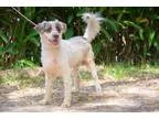 Adopt Wood Pecker a White - with Gray or Silver Terrier (Unknown