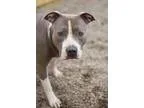 Adopt Lana a Pit Bull Terrier