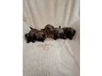 Gorgeous AKC registered litter