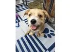 Adopt DAX a Terrier Basset Hound