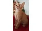 Adopt BAILEY - BOB TAILED BABY BOY a Orange or Red Tabby Domesti