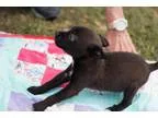 Adopt Sadie a Black Miniature Pinscher  Terrier (Unknown Type