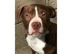 Adopt Cinnamon a Pit Bull Terrier