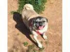 Adopt Pugsley a Pug