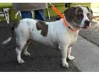 Adopt Harley a Tricolor (TanBrown and Black and White) Basset Ho
