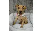 Adopt Wrinkles a Shar Pei